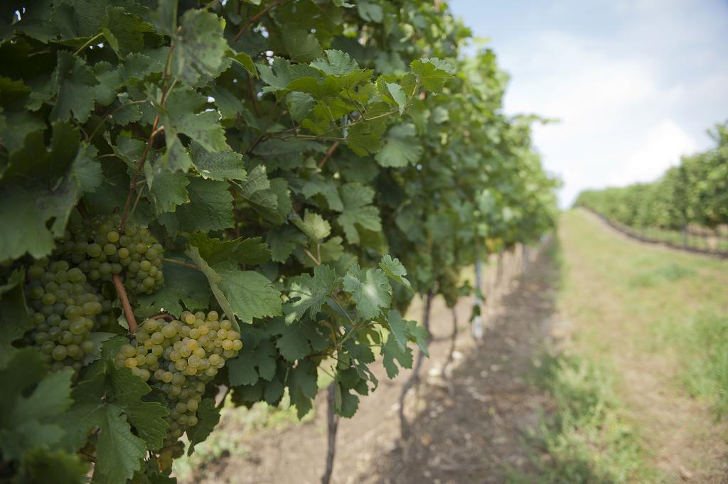 Hotel Weingut Martinshof Sankt Ulrich  Zewnętrze zdjęcie